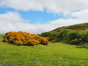 Trees on landscape against sky