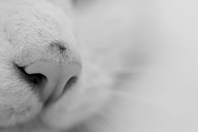 Close-up of cat