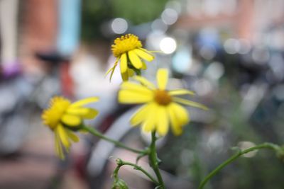 Close-up of yellow flower