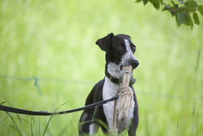 Close-up of dog