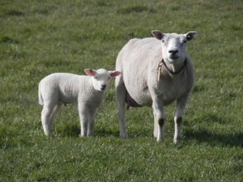 Portrait of sheep on grassy field