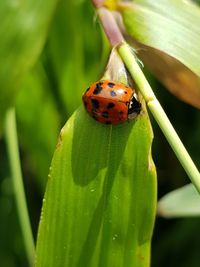Close-up of ladybug on leaf