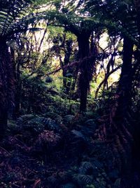 Low angle view of trees in forest