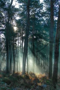 Trees in forest