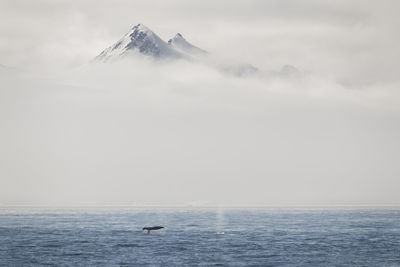 Whale swimming in sea against sky