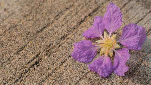 High angle view of purple flowering plant on land