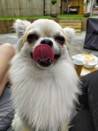 Close-up portrait of dog