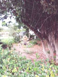 Close-up of spider on web