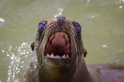 Close-up of sea lion in sea