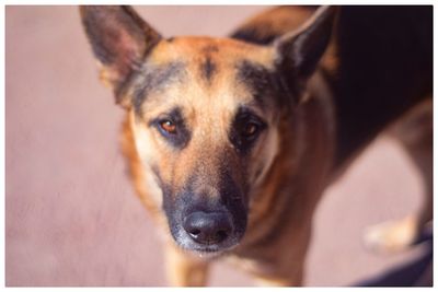 Close-up portrait of dog