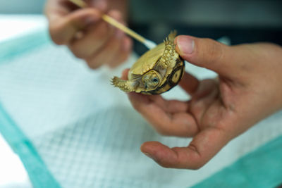 Exotic pets. sulcata tortoise or african spurred tortoise are in the veterinary examination room.