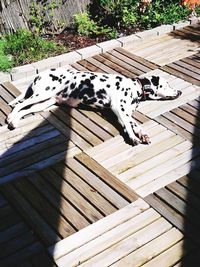 High angle view of dog lying down on wooden floor