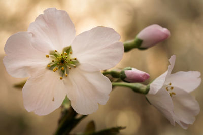 Close-up of flowers blooming outdoors