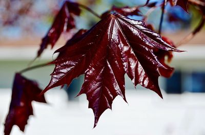 Close-up of red maple leaves on tree