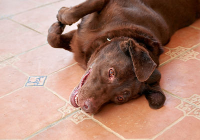 High angle view of dog lying on floor