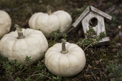 High angle view of pumpkins on field