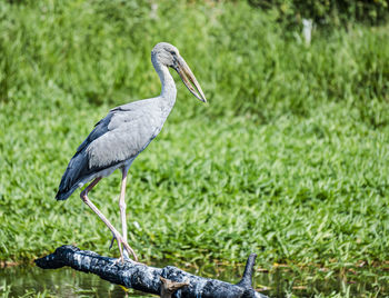 Bird perching on a land