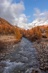 Autumn or fall color larch trees with little stream or river passing over rocks.

