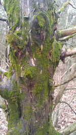 Close-up of ivy growing on tree
