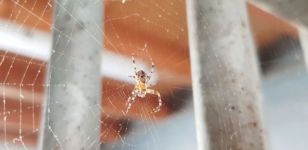 Close-up of spider web