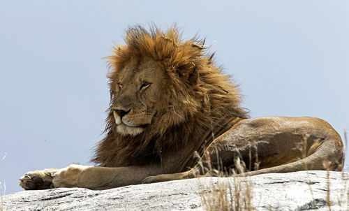 Cat resting on rock