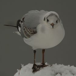 Close-up of seagull perching on snow