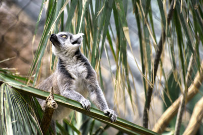 Low angle view of lemur on tree in zoo