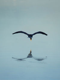 Seagull flying in a water