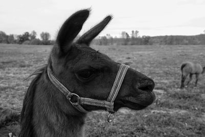 Close-up of a horse on field