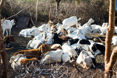 Flock of sheep in a farm