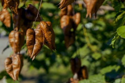 Close-up of dried leaves on plant