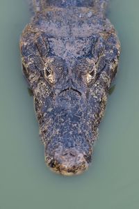 Directly above shot of caiman in pond