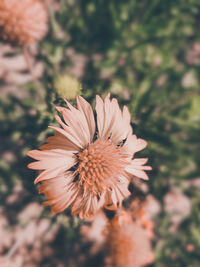 High angle view of flowering plant