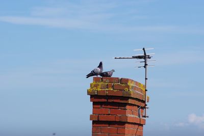 Low angle view of pigeons perching on brick chimney against sky