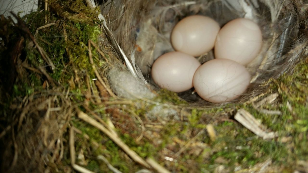 HIGH ANGLE VIEW OF EGGS IN NEST