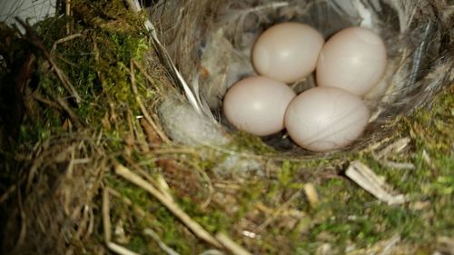 High angle view of eggs in grass