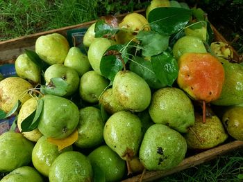 Close-up of pear fruits