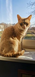 Portrait of cat sitting on table at home