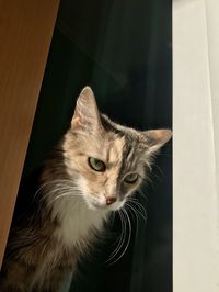 Close-up portrait of a cat looking away