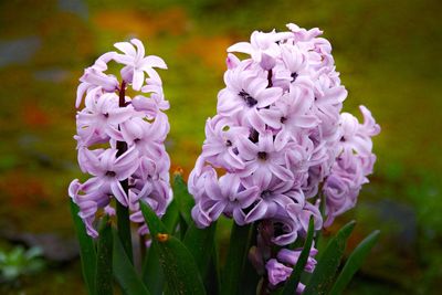 Close-up of purple flowering plant