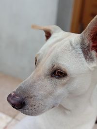 Close-up of a dog looking away