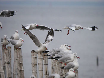 Seagulls flying against the sky