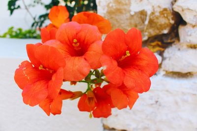 Close-up of red flowering plant