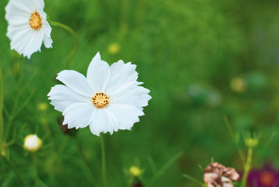 Close-up of white daisy flower on field