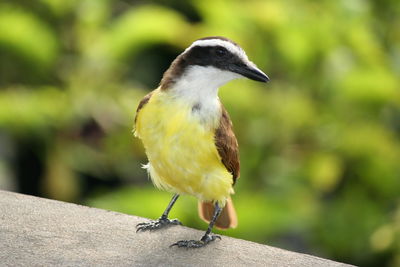 Close-up of bird perching on retaining wall