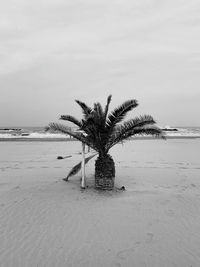 Palm tree on beach against sky