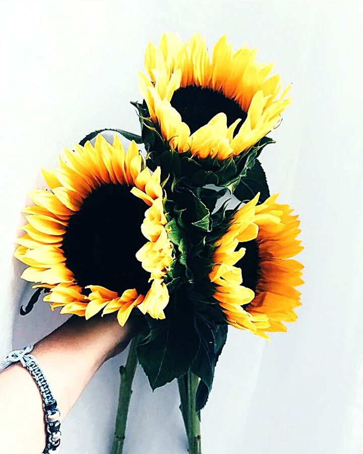 CLOSE-UP OF A HAND HOLDING BOUQUET