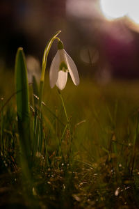 Close-up of white flowering plant on field