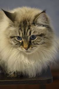 Close-up portrait of cat