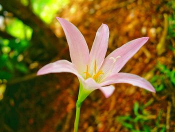 Close-up of flower blooming outdoors